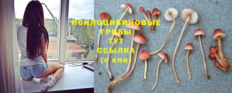 Галлюциногенные грибы GOLDEN TEACHER  Бронницы 